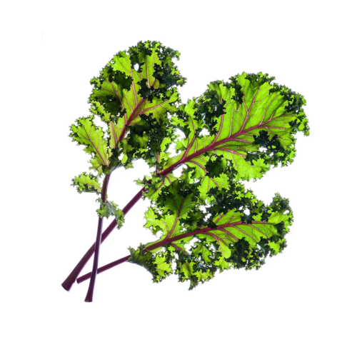 Smart Garden Refill Red Kale